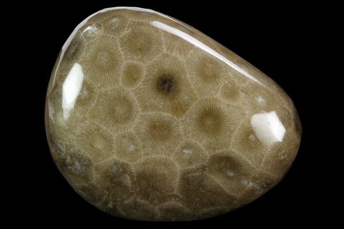 Polished Petoskey Stone (Fossil Coral) - Michigan #131052
